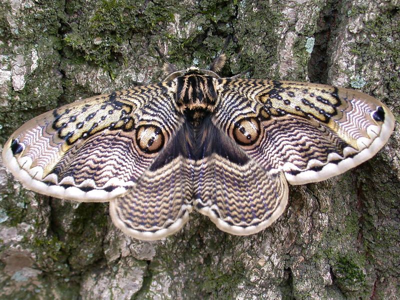 f:id:insectmoth:20170126190021j:plain