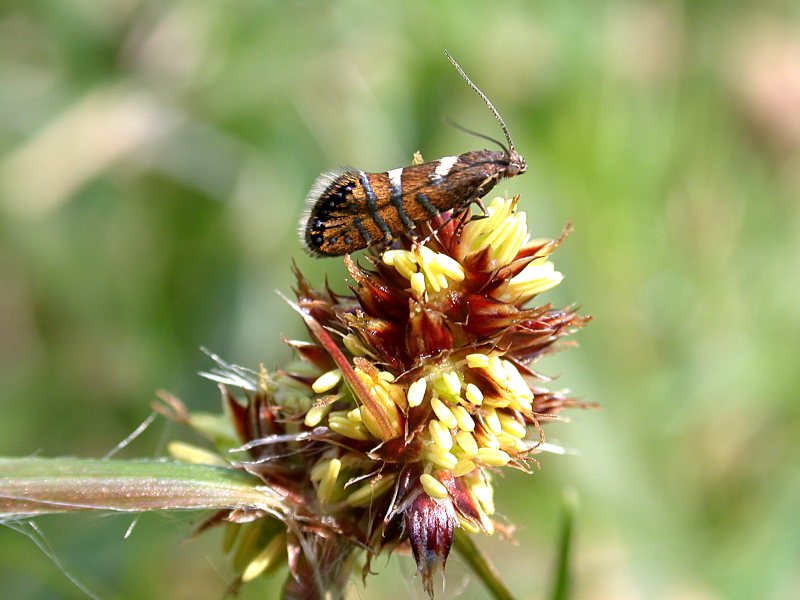 f:id:insectmoth:20170126190145j:plain f:id:insectmoth:20170126190145j:plain