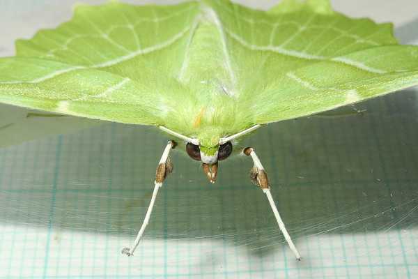 f:id:insectmoth:20170814131619j:plain