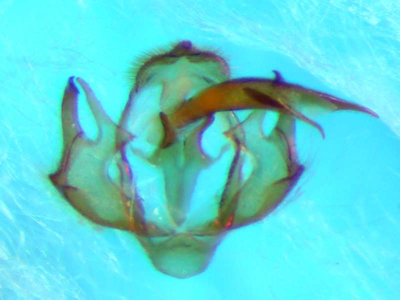 f:id:insectmoth:20170814160529j:plain