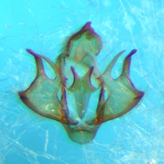 f:id:insectmoth:20170814160602j:plain