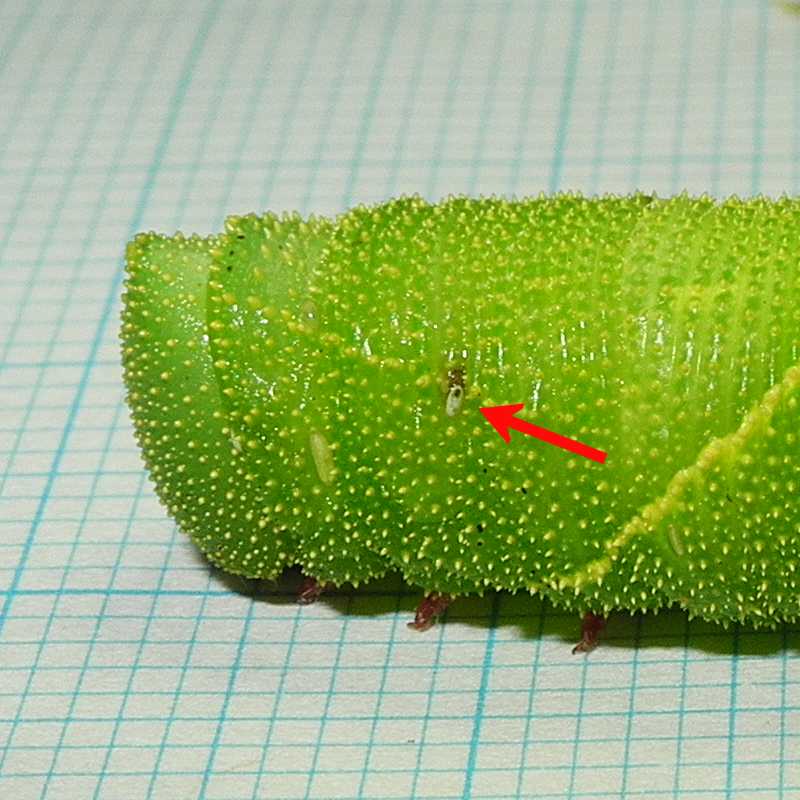 イモムシみたいな⭐昔のとぴちゃん✨ maxresdefault.jpg?sqp=-