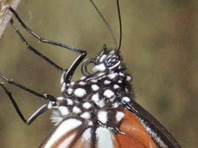 f:id:insectmoth:20171015185608j:plain