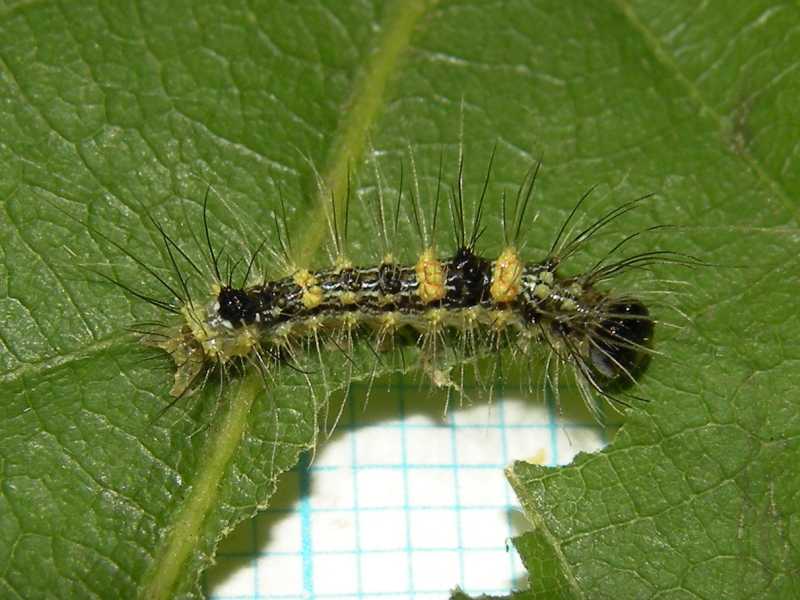 f:id:insectmoth:20171015235433j:plain f:id:insectmoth:20171015235433j:plain