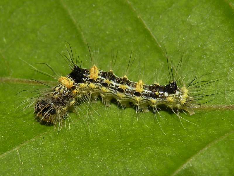 f:id:insectmoth:20171015235534j:plain f:id:insectmoth:20171015235534j:plain