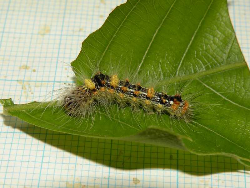 f:id:insectmoth:20171015235549j:plain f:id:insectmoth:20171015235549j:plain