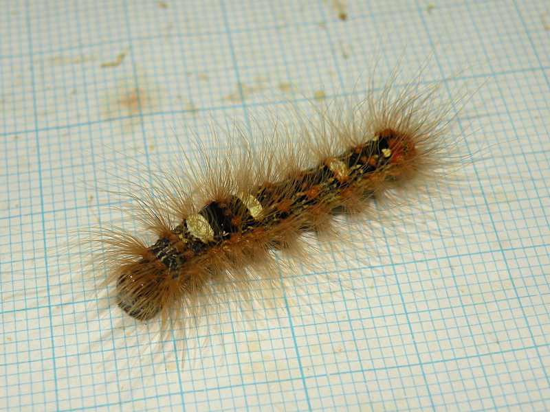 f:id:insectmoth:20171015235611j:plain f:id:insectmoth:20171015235611j:plain
