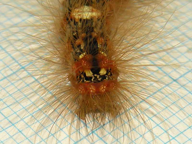 f:id:insectmoth:20171015235631j:plain f:id:insectmoth:20171015235631j:plain