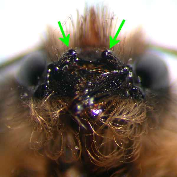 f:id:insectmoth:20171021223534j:plain