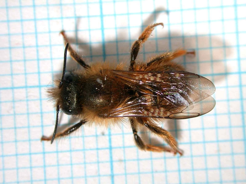 f:id:insectmoth:20171021223629j:plain