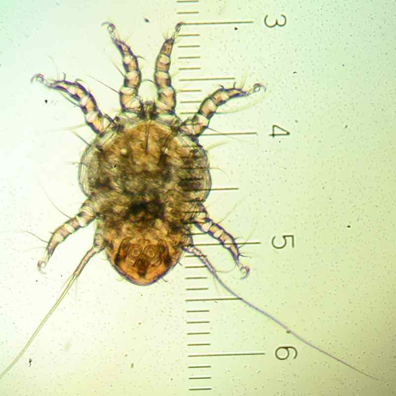 f:id:insectmoth:20171021223705j:plain