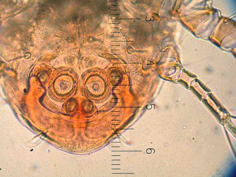 f:id:insectmoth:20171021223756j:plain