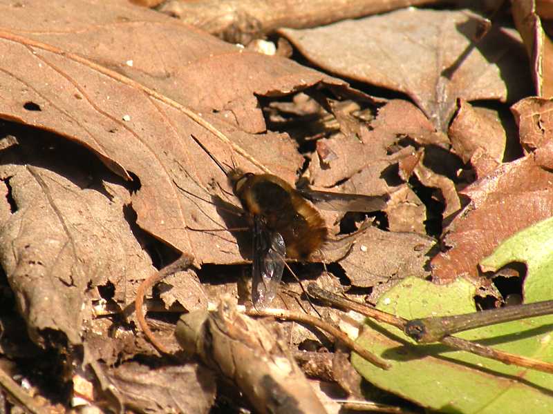 f:id:insectmoth:20171021232248j:plain f:id:insectmoth:20171021232248j:plain