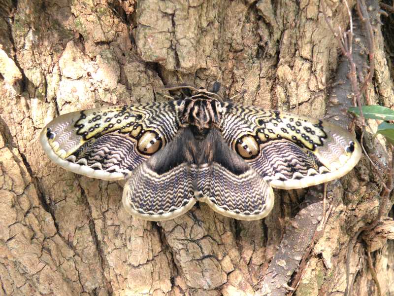 f:id:insectmoth:20171021232312j:plain f:id:insectmoth:20171021232312j:plain