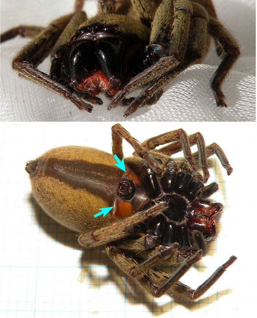 いといぼぺったん 旧 いもむしうんちは雨の音 置き場