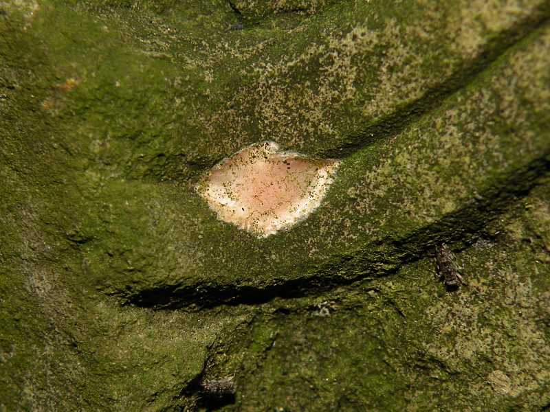 f:id:insectmoth:20171217174634j:plain f:id:insectmoth:20171217174634j:plain