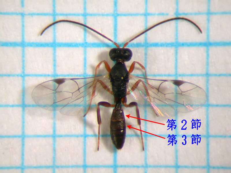 f:id:insectmoth:20171217174700j:plain f:id:insectmoth:20171217174700j:plain