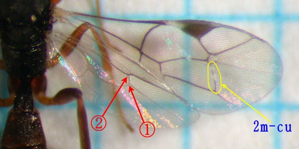 f:id:insectmoth:20171217174811j:plain f:id:insectmoth:20171217174811j:plain