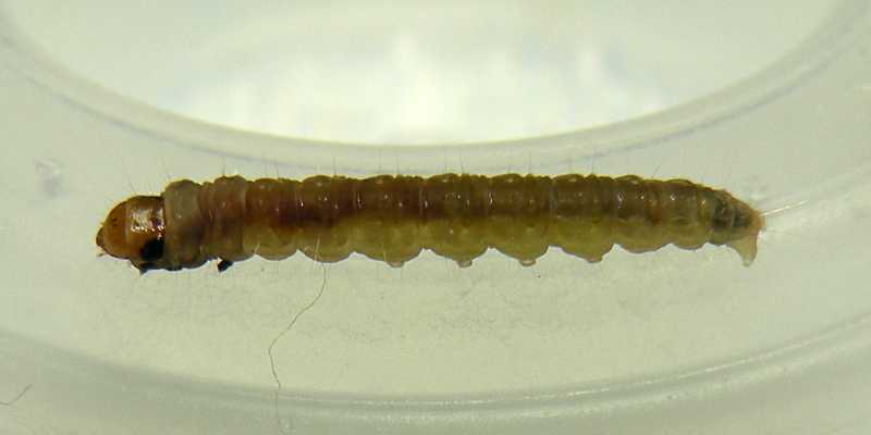 うんち飛ばし器・・・・・プライヤハマキの尾叉（びさ） - 旧｢いもむし