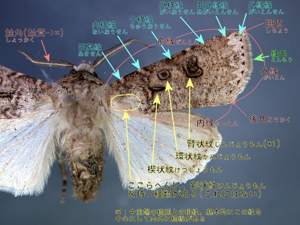 f:id:insectmoth:20180104201158j:plain