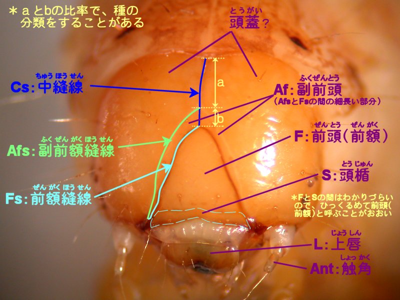 f:id:insectmoth:20180104201935j:plain