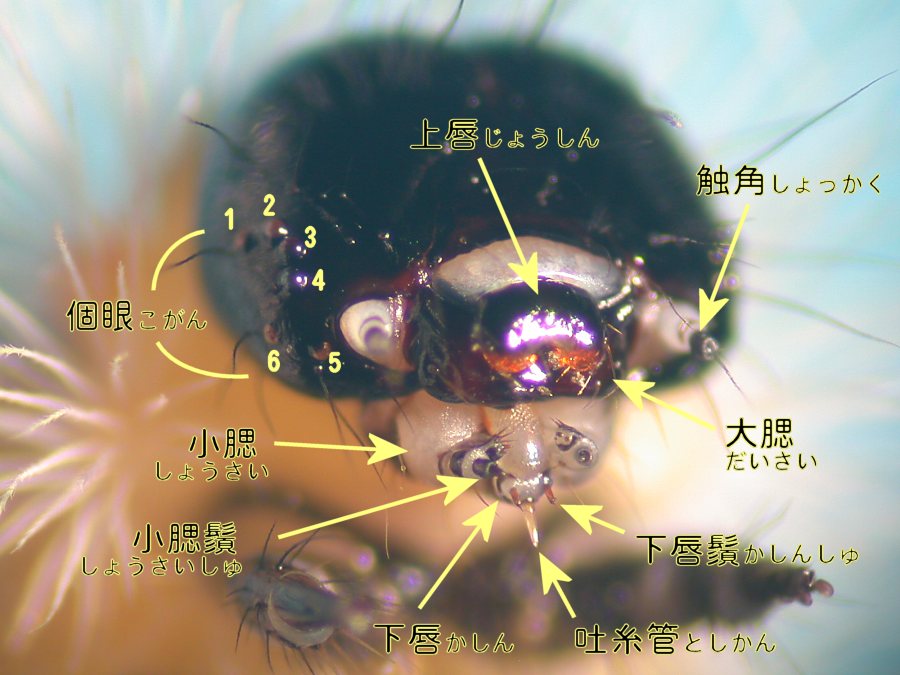 f:id:insectmoth:20180104202022j:plain