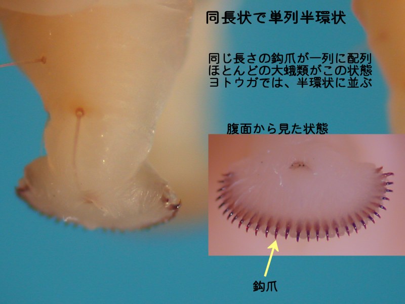 f:id:insectmoth:20180104202149j:plain