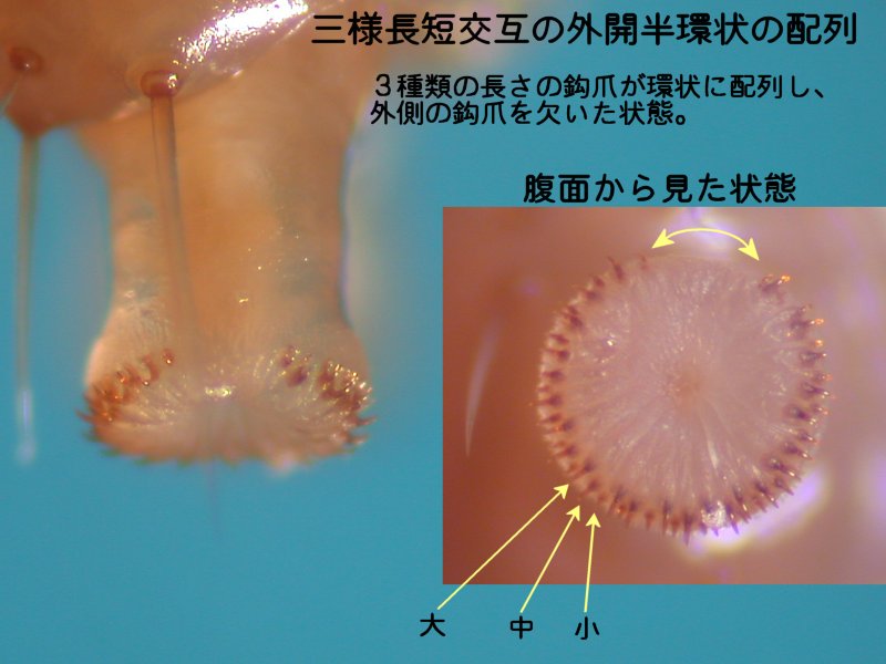 f:id:insectmoth:20180104202657j:plain