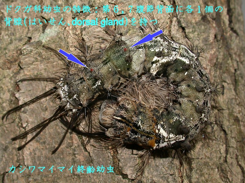 f:id:insectmoth:20180104203200j:plain