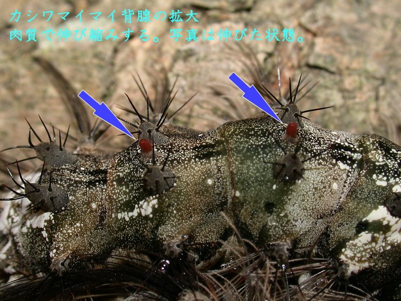 f:id:insectmoth:20180104203217j:plain