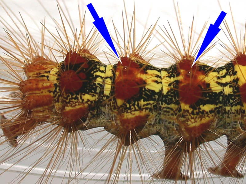 f:id:insectmoth:20180104203252j:plain