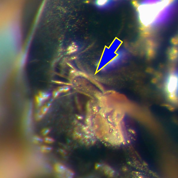 f:id:insectmoth:20191026134628j:plain