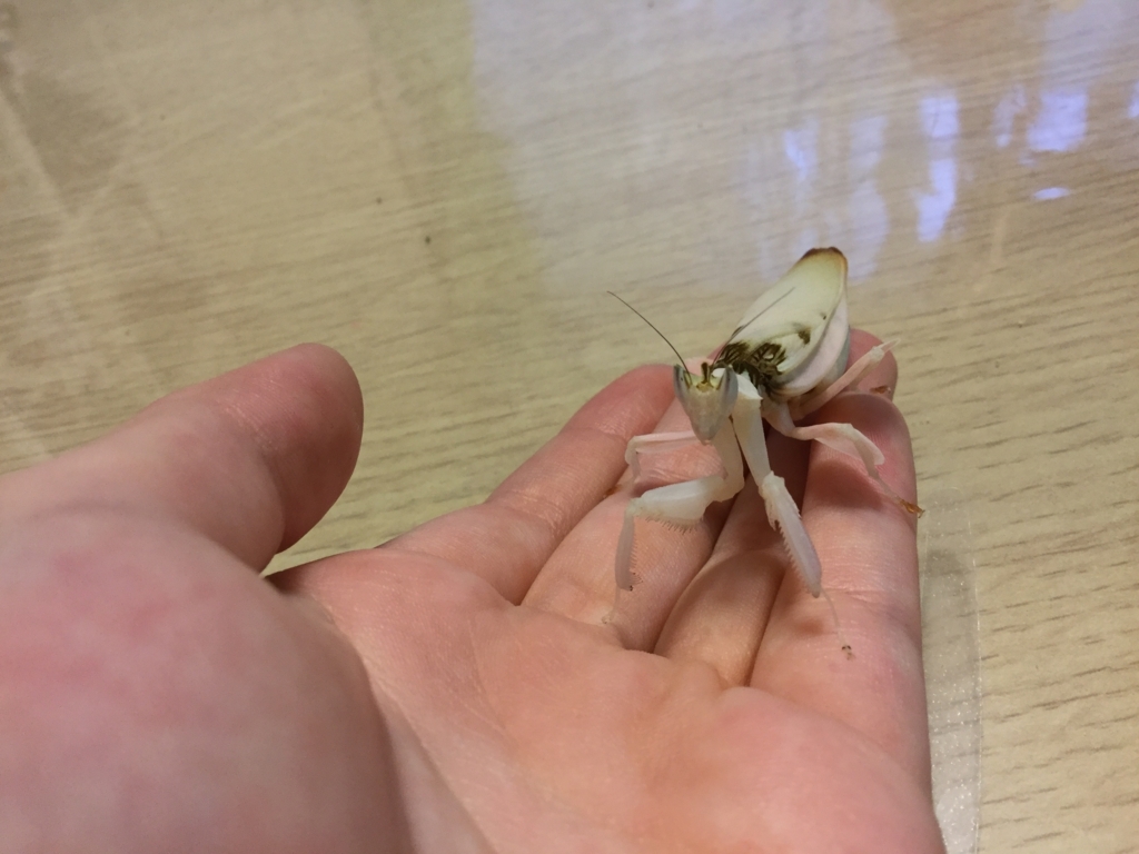 f:id:insects:20170616232447j:plain f:id:insects:20170616232447j:plain