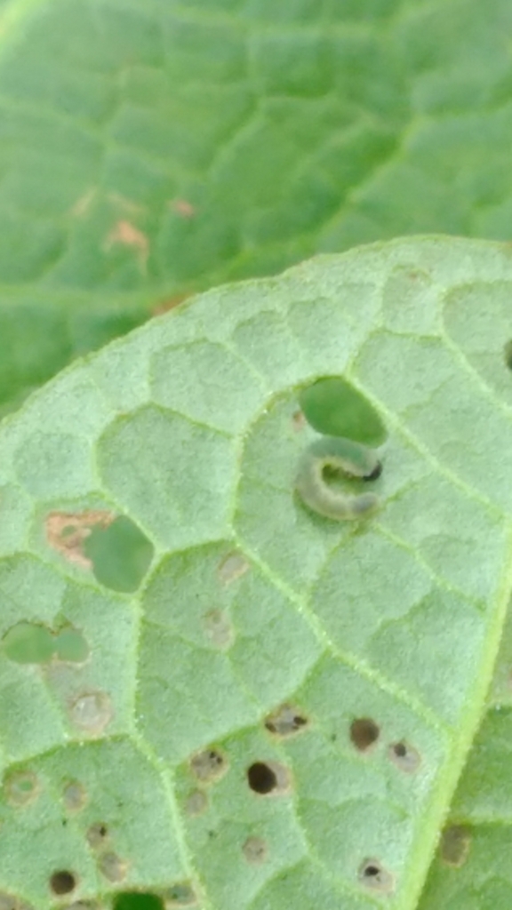 f:id:insects:20170706223034j:plain f:id:insects:20170706223034j:plain