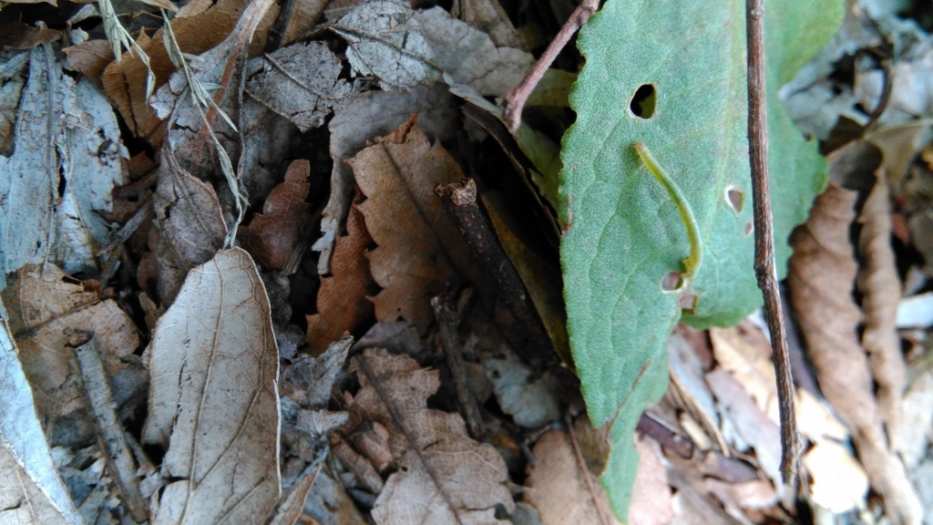 f:id:insects:20170706223134j:plain f:id:insects:20170706223134j:plain