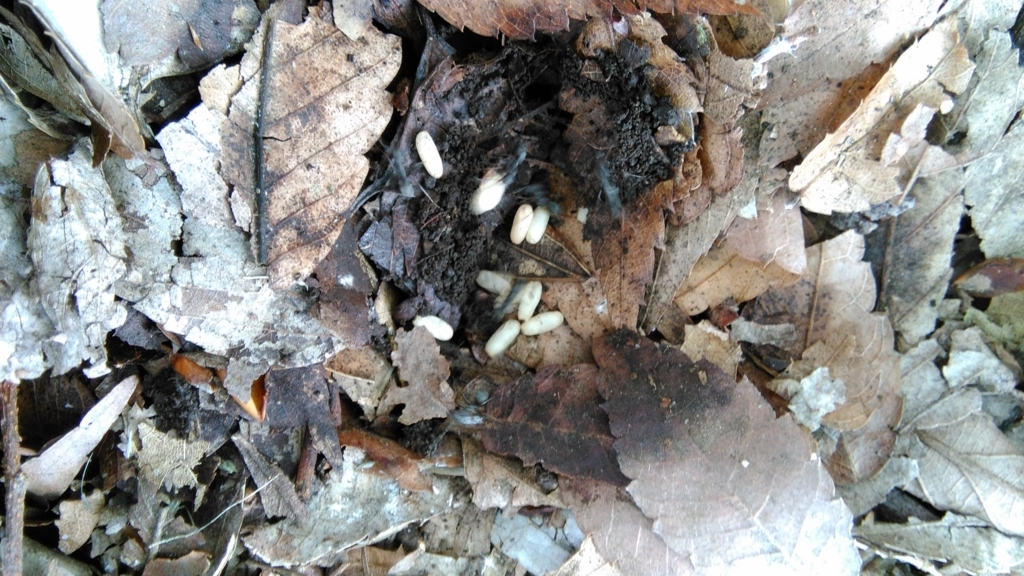 f:id:insects:20170706223700j:plain f:id:insects:20170706223700j:plain