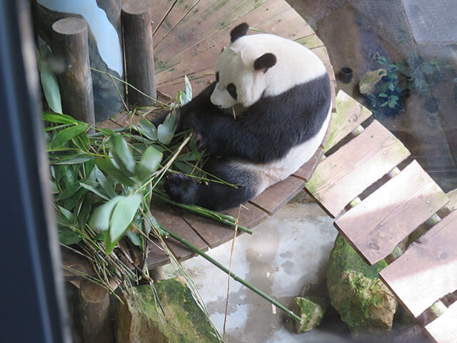 オランダでパンダを唯一見ることができるアウエハンツ動物園はお勧めの観光スポット オランダ 海外移住ログ