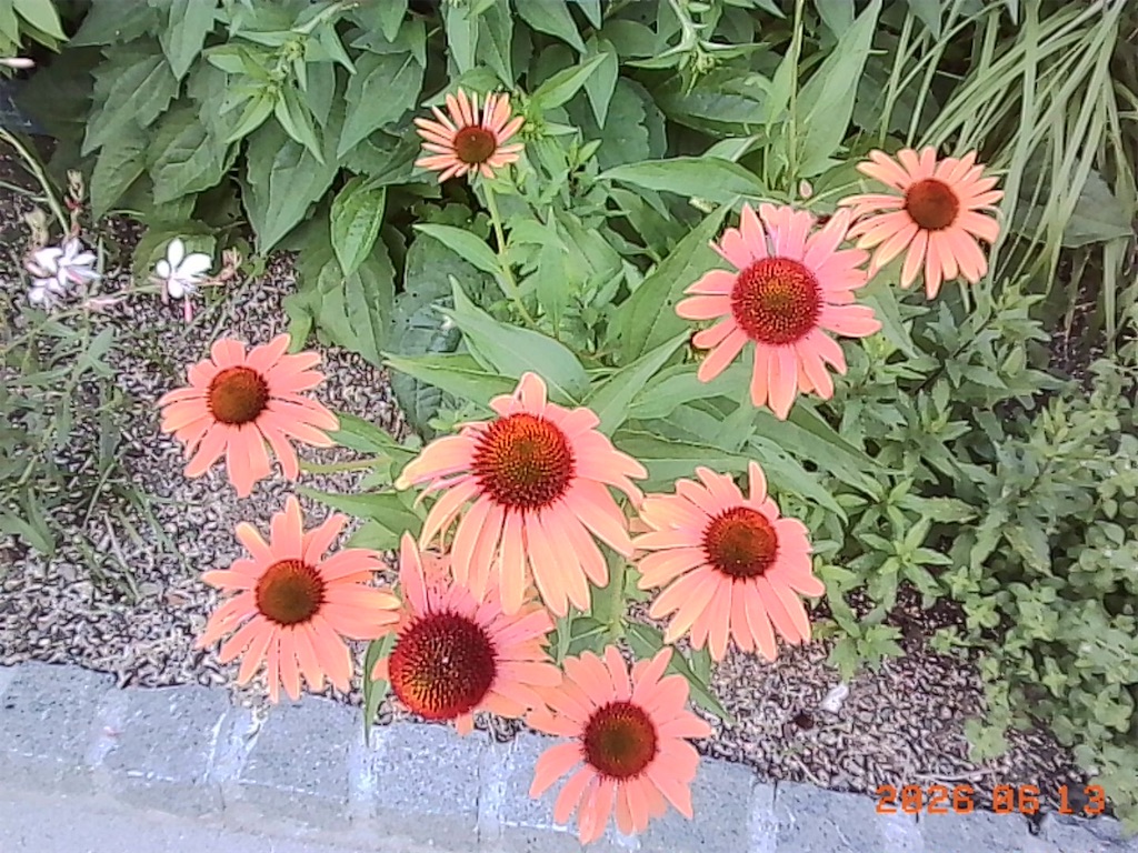f:id:insto:20260619231624j:image