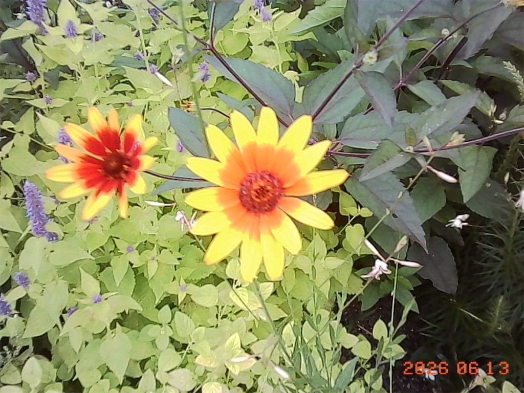 f:id:insto:20260619231708j:image