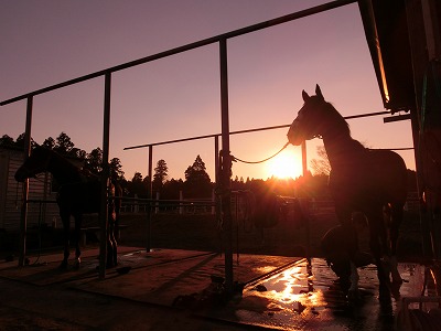 f:id:interactionhorseschool:20131202160611j:image