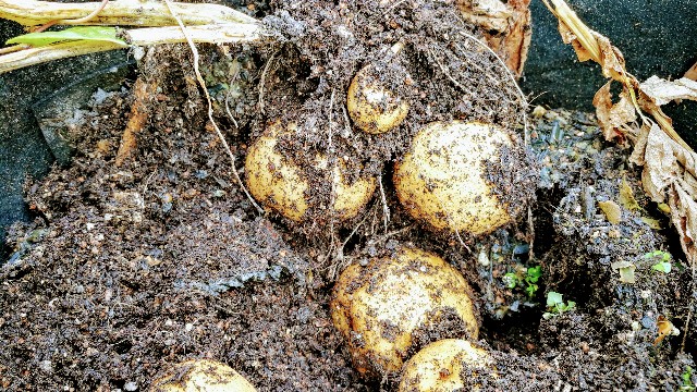 f:id:interestor:20200712192425j:image