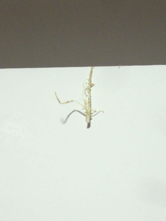 f:id:interlock-web_zettaikagushounen:20120112213308j:image
