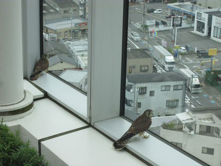 f:id:interlock-web_zettaikagushounen:20180625184556j:image f:id:interlock-web_zettaikagushounen:20180625184556j:image