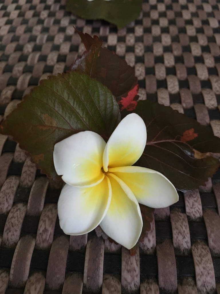f:id:internazional:20190214001009j:plain