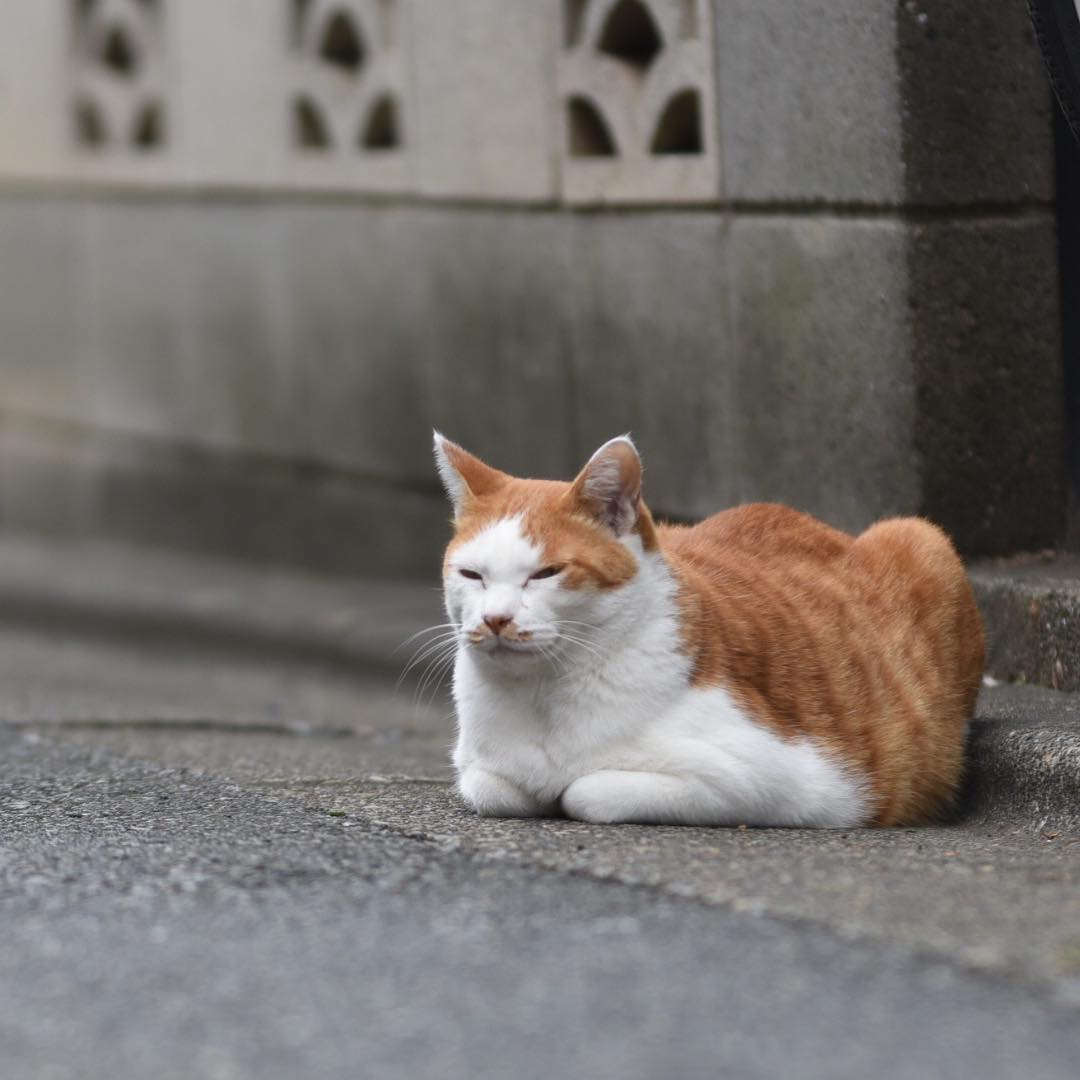 f:id:intertechtokyo:20191128181206j:plain f:id:intertechtokyo:20191128181206j:plain