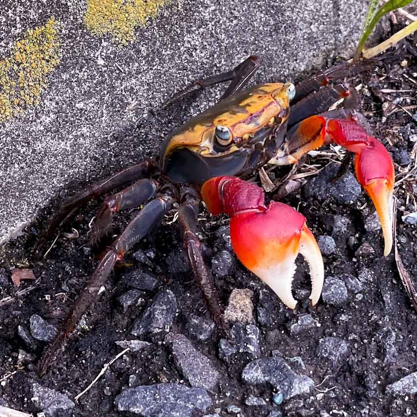 アカテガニとは 動植物の人気 最新記事を集めました はてな アカテガニとは 動植物の人気 最新記事を集めました はてな