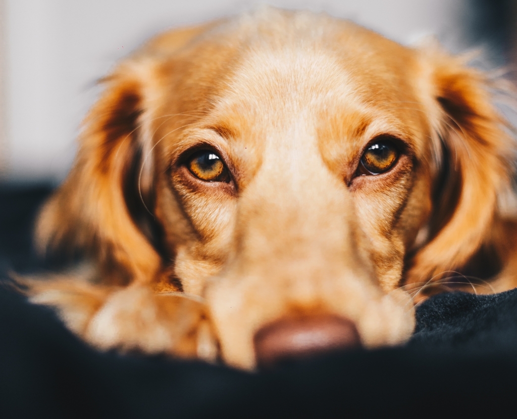 人のものもらいは犬にうつるのか 犬ブログ