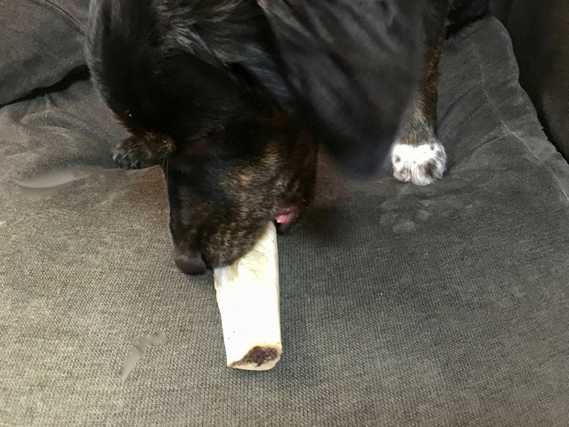 犬の幸せ サリーとダリオさんの骨が大好き 犬ブログ
