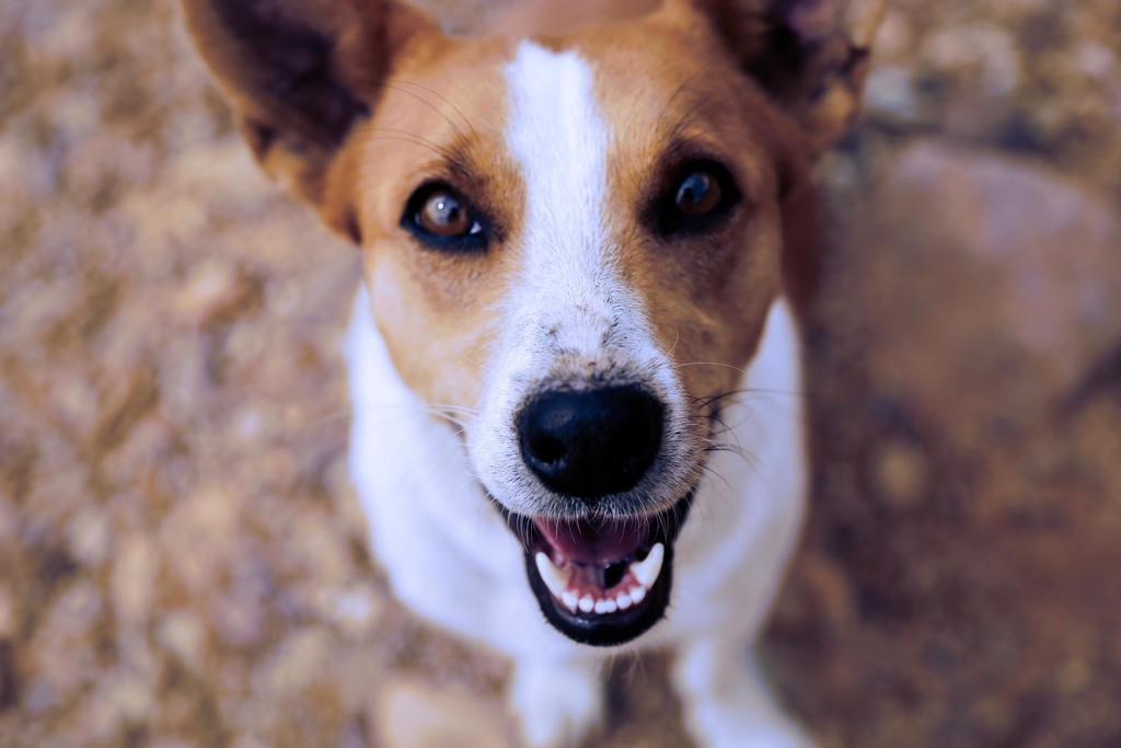 犬 歯磨き