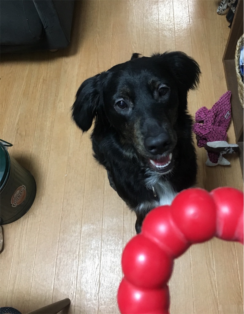 f:id:inu0813:20190416231358j:image f:id:inu0813:20190416231358j:image